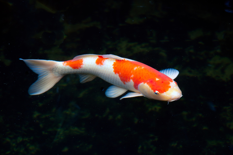 關於日本錦鯉魚歷史