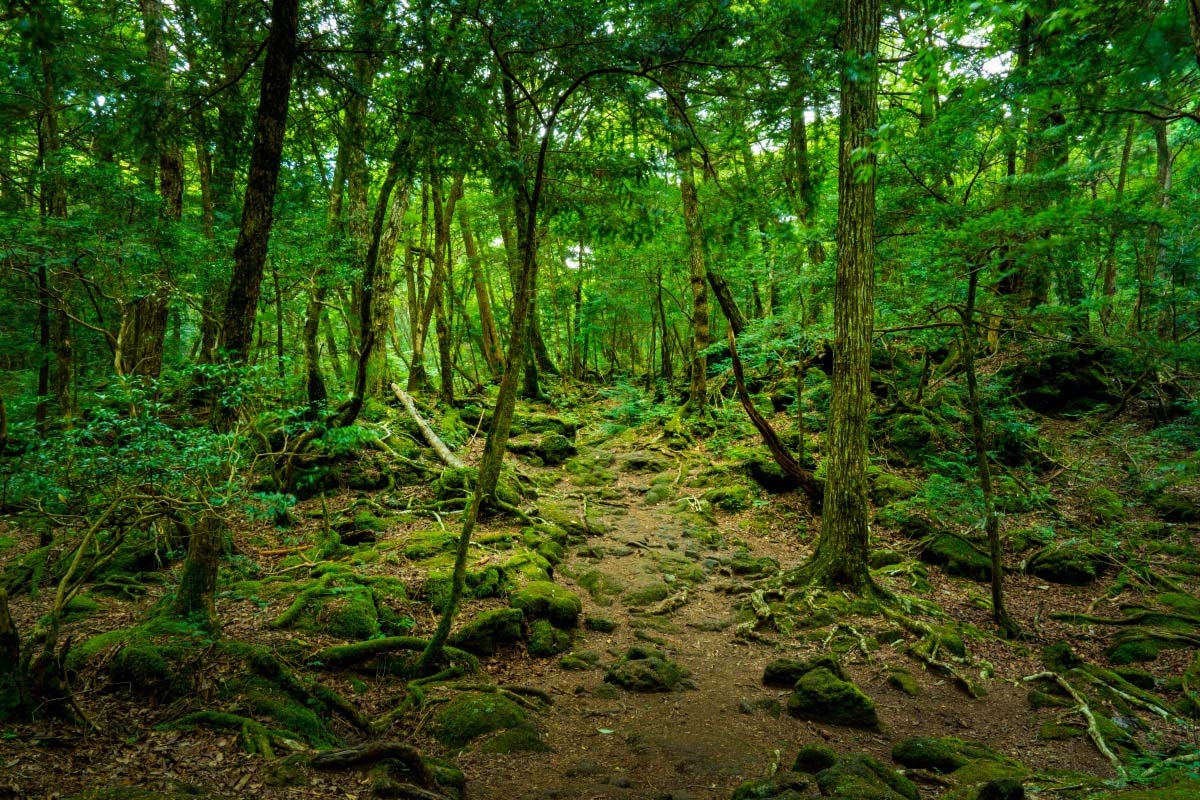 日本的青木之原樹海