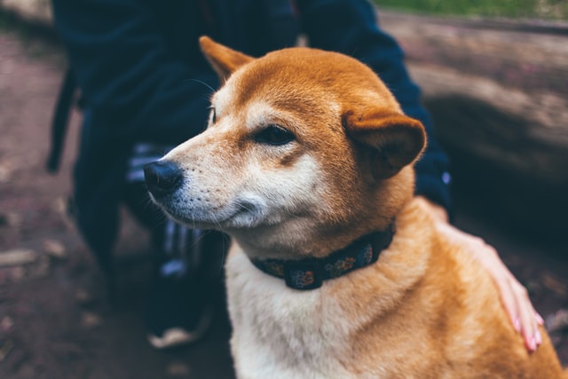 關於日本柴犬